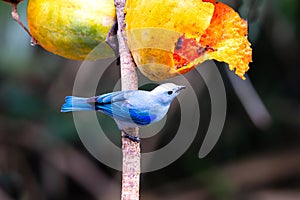 The blue-gray tanager (Thraupis episcopus) perched on tree branch with open mangoes photo