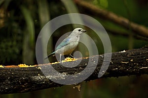The blue-gray tanager Thraupis episcopus. photo