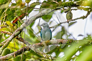 Blue-gray tanager - Thraupis episcopus, Refugio de Vida Silvestre Cano Negro, Wildlife and bird watching in Costa Rica