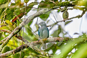 Blue-gray tanager - Thraupis episcopus, Refugio de Vida Silvestre Cano Negro, Wildlife and bird watching in Costa Rica photo