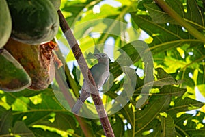 Blue-gray Tanager (Thraupis episcopus) spotted outside