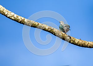 Blue-gray Tanager (Thraupis episcopus) spotted outside