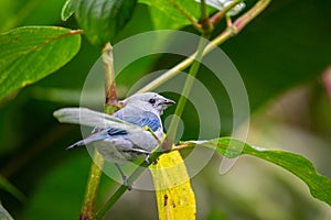 Blue-gray Tanager (Thraupis episcopus) spotted outside