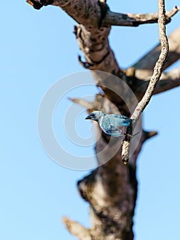 Blue-Gray Tanager & x28;Thraupis episcopus& x29; about to take off, in Costa Rica