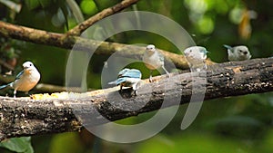 Blue-gray tanagers eating bananas