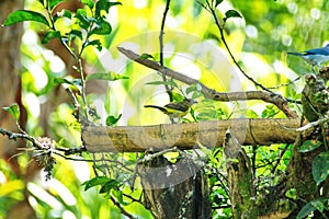 Blue-gray tanagers and Lemon-rumped tanagers