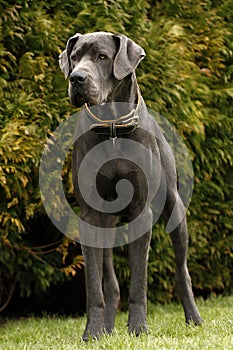 Blue Great Dane