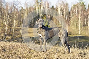 Blue great dane dog