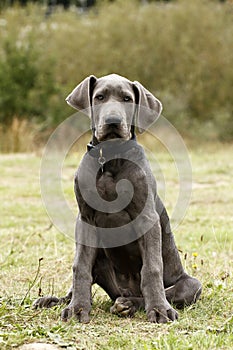 Blue Great Dane Puppy dog