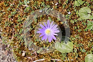 Blue Grecian Windflower - Anemone Blanda