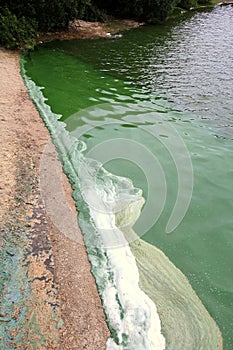 Blue green algae along a lake shoreline