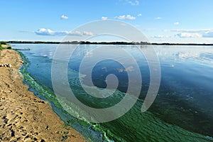 Blue green algae bloom of river in the pollution area photo