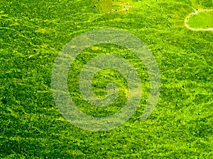 blue green algae cover sea surface near coast