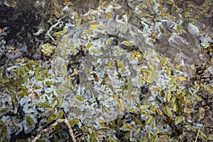 Blue Green Algae Cyanbacteria on Loch Garten in the Highlands of Scotland