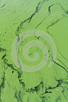 Blue-green algae or Cyanophyta from above