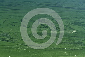 Blue-green algae or Cyanophyta