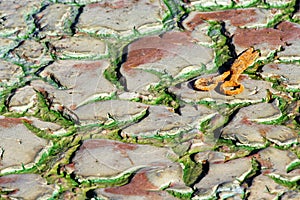 Blue-green algae on the dried up bottom