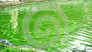 Blue-green algae harmful to living organisms there are toxins that affect nervous system and liver