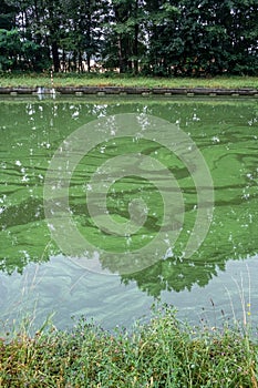 Blue-Green Algae Infestation in a Tranquil Canal Setting photo