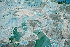 Blue-green algae on a lake in denmark