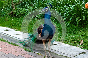 Blue-green beautiful peacock