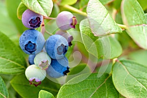 Blue and green blueberries on bush closeup, stock photo