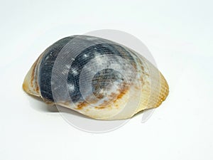 Blue green brown shell of clam isolated on white