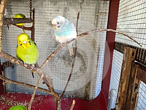 Blue and Green Budgies or Lovebirds on a Branch
