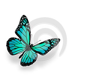 Blue Green Butterfly Isolated on White