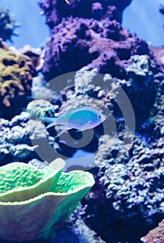 Blue Green chomis fish, Chromis viridis