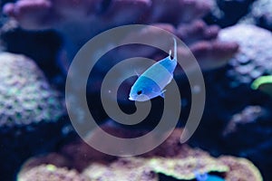 Blue Green chomis fish, Chromis viridis