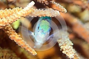 Blue green chromis