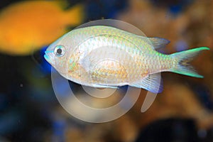 Blue green chromis