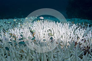 Blue-Green Chromis photo