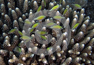 Blue Green Chromis Chromis viridis in the Red Sea