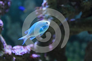 Blue-green chromis