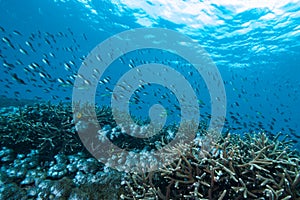 Blue-Green Chromis Chromis viridis