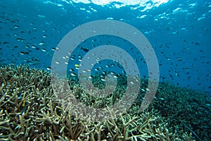 Blue-Green Chromis Chromis viridis