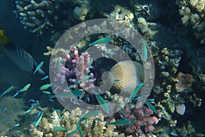 Blue-green Chromis Chromis viridis fish