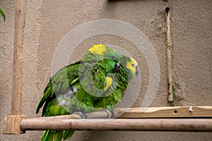 Blue Green conure birds cuddling in zoo exhibit