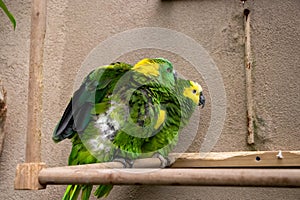 Blue Green conure birds cuddling in zoo exhibit