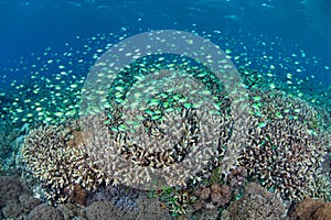 Blue-Green Damselfish in Spawning Aggregation