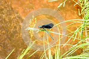 Blue green demoiselle on a fresh thick blade of grass on an orange golden river bed in the middle of the forest. Impressive insect