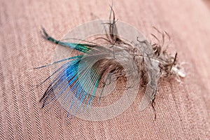 Blue and green Featherlet of peacock