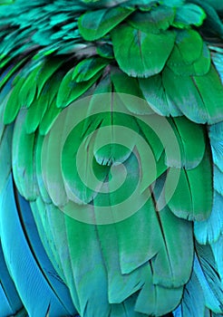 Blue and Green Feathers