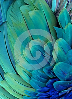 Blue and Green Feathers