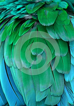 Blue and Green Feathers