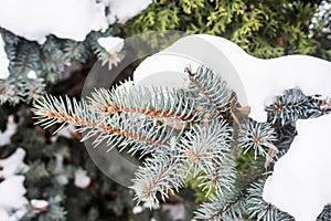 Blue and green fir cones and needles under the snow.