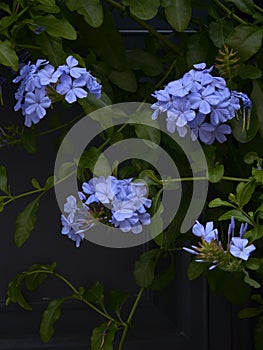 blue green flowers beautiful blueplumbago