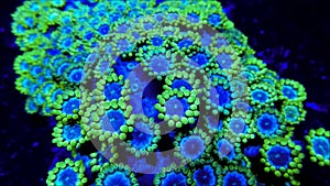 Blue and Green Goniopora Coral Tentacles